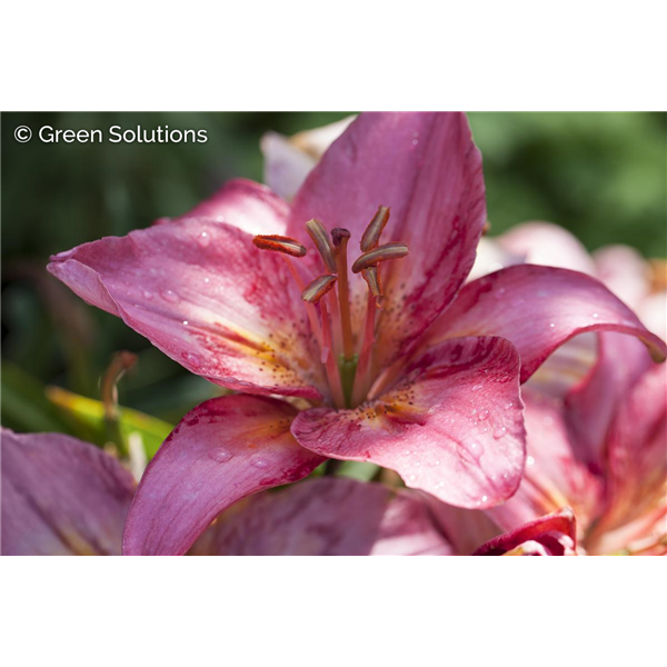 LILY ASIATIC TRENDY SANTIAGO 1G