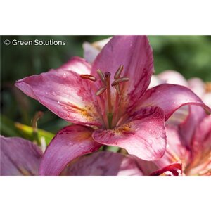 LILY ASIATIC TRENDY SANTIAGO 1G