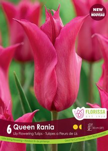 LILY FLW TULIP QUEEN RANIA PKG/6