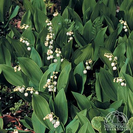 LILY OF THE VALLEY 1G