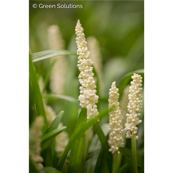 LILY TURF MONROE WHITE (LIRIOPE MUSCARI) 1G