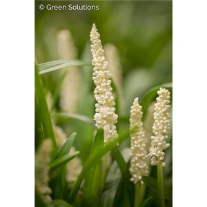 LILY TURF MONROE WHITE (LIRIOPE MUSCARI) 1G