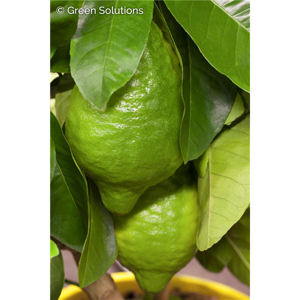 Lime Citrus 10" (Small Tree)