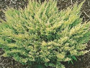 LIME GLOW JUNIPER 30CM - image 1