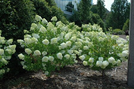 LIMELIGHT HYDRANGEA 30CM