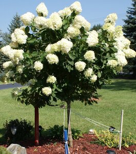 LIMELIGHT HYDRANGEA STD 70CM