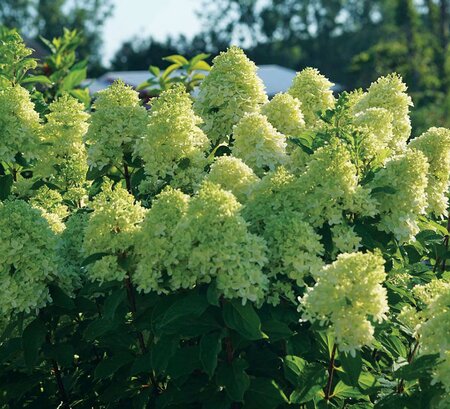 LIMELIGHT PRIME HYDRANGEA 40CM