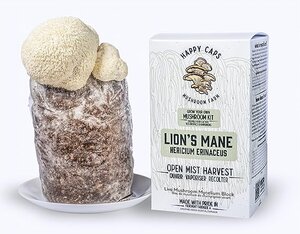 LIONS MANE MUSHROOM KIT