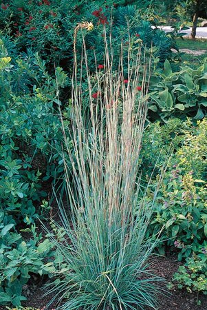 LITTLE BLUESTEM STANDING OVATION 1G