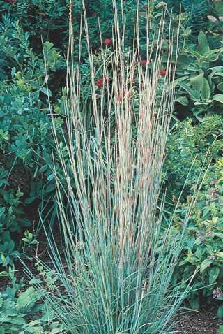 LITTLE BLUESTEM STANDING OVATION 2G