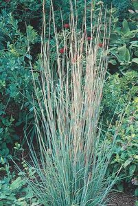 LITTLE BLUESTEM STANDING OVATION 2G