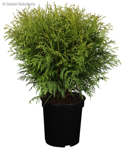 LITTLE CHAMP CEDAR 3G