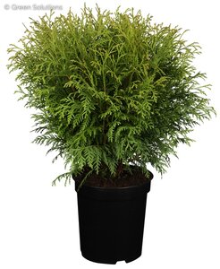 LITTLE CHAMP CEDAR 3G