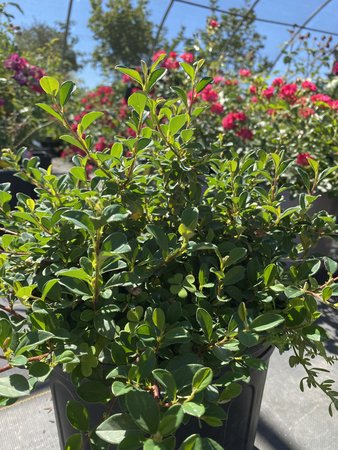 LITTLE DIPPER COTONEASTER 30CM