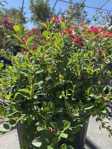 LITTLE DIPPER COTONEASTER 30CM