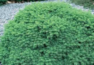 LITTLE GEM SPRUCE 15 CM.