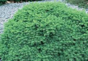 LITTLE GEM SPRUCE 25 CM