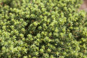 LITTLE GEM SPRUCE 70CM STD - image 3