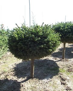 LITTLE GEM SPRUCE 70CM STD