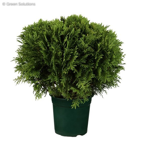 LITTLE GIANT GLOBE CEDAR 50 CM