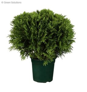 LITTLE GIANT GLOBE CEDAR 50 CM