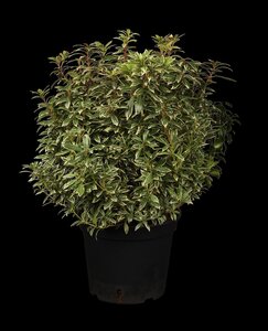 LITTLE HEATH JAPANESE PIERIS 30CM 3MONTH WARRANTY - image 5