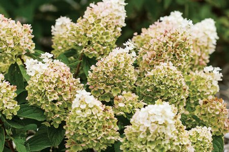 LITTLE HOTTIE HYDRANGEA 30CM