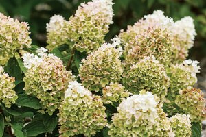 LITTLE HOTTIE HYDRANGEA 30CM