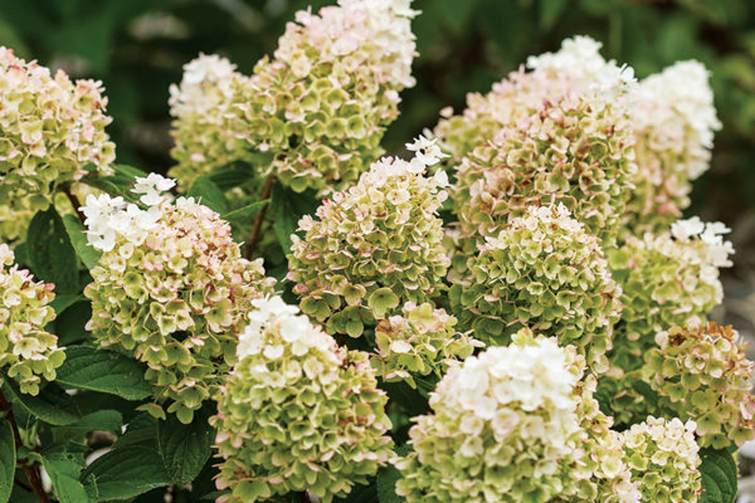 little-hottie-hydrangea-30cm-