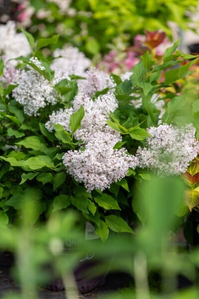 LITTLE LADY LILAC STD 110CM