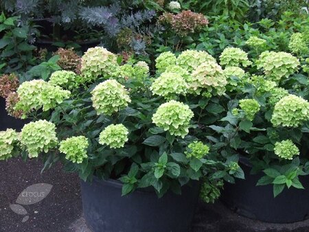 LITTLE LIME HYDRANGEA 40CM - image 1
