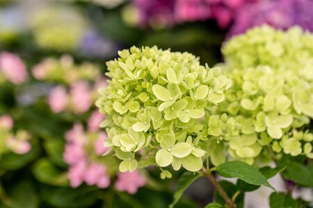 LITTLE LIME HYDRANGEA STD 120CM  - image 5