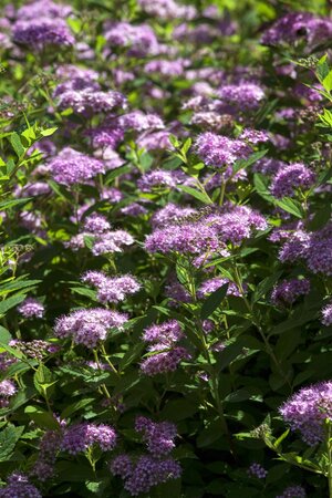 LITTLE PRINCESS SPIREA 30 CM - image 1