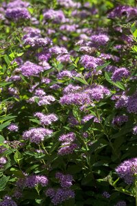 LITTLE PRINCESS SPIREA 30 CM - image 5