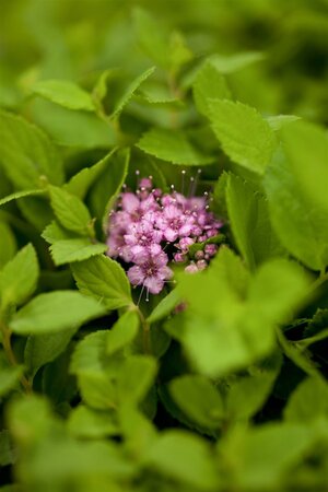 LITTLE PRINCESS SPIREA 30 CM - image 3