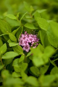 LITTLE PRINCESS SPIREA 30 CM - image 3