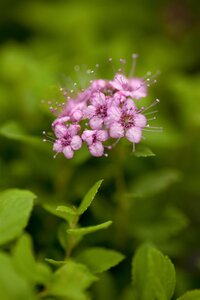 LITTLE PRINCESS SPIREA 30 CM - image 4