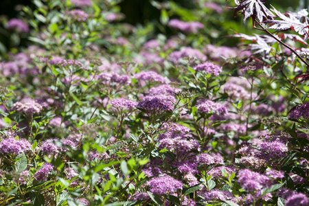 LITTLE PRINCESS SPIREA 30 CM - image 2