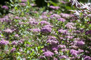 LITTLE PRINCESS SPIREA 30 CM - image 2