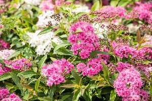 LITTLE PRINCESS SPIREA 30 CM - image 5