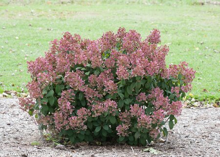 LITTLE QUICK FIRE HYDRANGEA 30CM