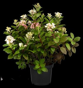 LITTLE QUICK FIRE HYDRANGEA 30CM - image 4