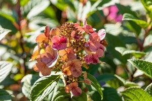 LITTLE QUICK FIRE HYDRANGEA 30CM - image 3