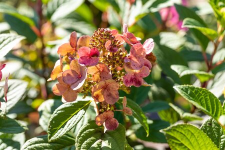 LITTLE QUICK FIRE HYDRANGEA 30CM - image 5