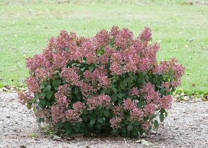 LITTLE QUICK FIRE HYDRANGEA 40CM - image 6