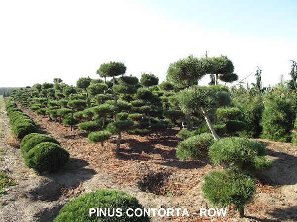 LODGEPOLE PINE 175CM POM POM