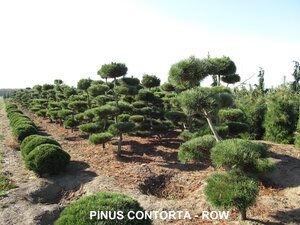 LODGEPOLE PINE 175CM POM POM