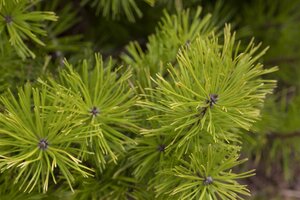 LODGEPOLE PINE 175CM POM POM - image 3