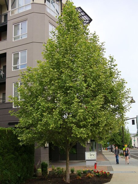 LONDON PLANE EXCLAMATION 40MM