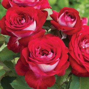 LOVE AT FIRST SIGHT ROSE HYBRID TEA